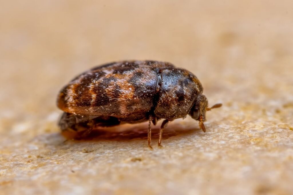Macro photo of a brown carpet beetle on a textured surface, showcasing detailed patterns and colors.