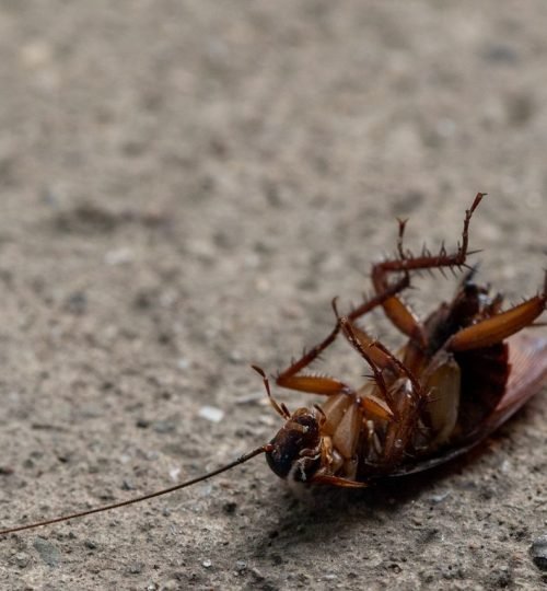 Macro shot of a dead cockroach lying on its back on concrete surface.