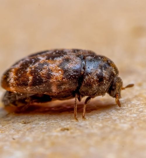 Macro photo of a brown carpet beetle on a textured surface, showcasing detailed patterns and colors.